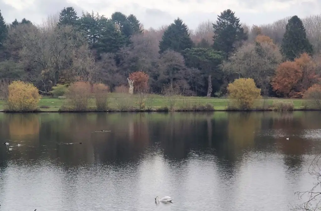 A swan sitting in the middle of Trentham Gardens Lake, with trees in the background.