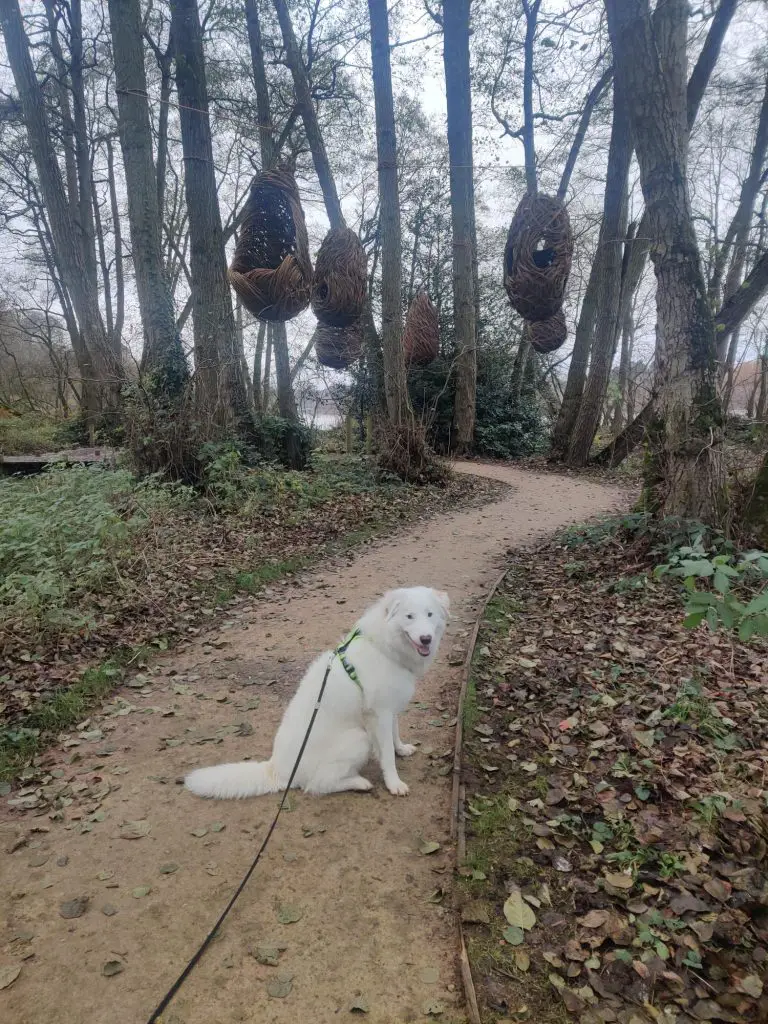 White dog sitting on the pathway, with wicker basket sculptures hanging overhead.