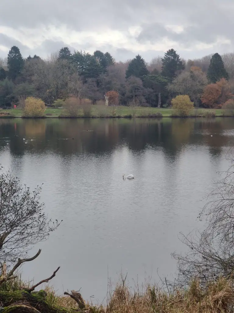 A swan sitting in the middle of the lake, with trees in the background.