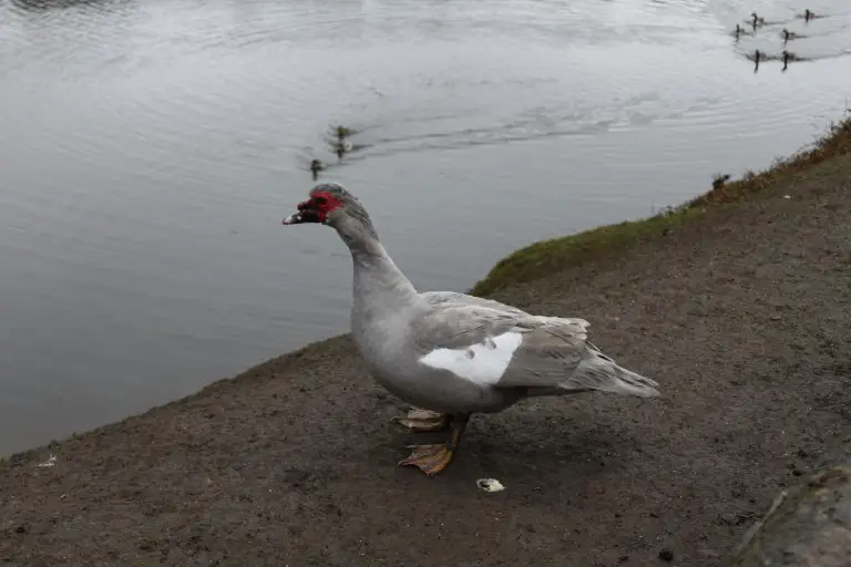 Bird by the reservoir