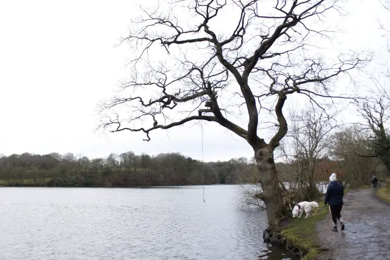 Dog and woman next to tree on the lake's edge