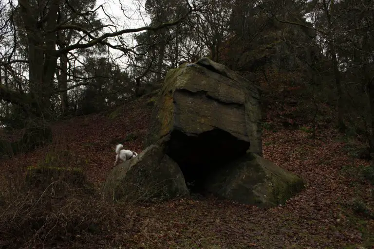 Dog climbing on Gawton's Stone