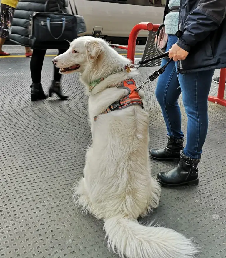 White dog sitting wearing a Halti lead.