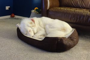 Dog sleeping in dog bed