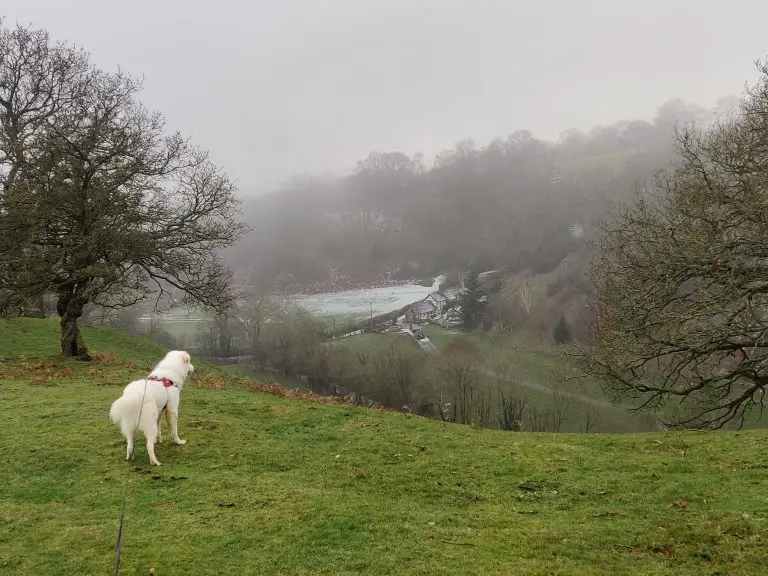 White dog overlooking valley