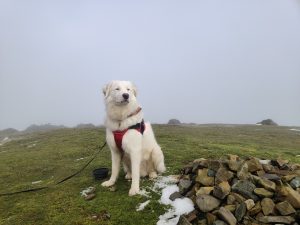 Dog looking majestic by pile of stones