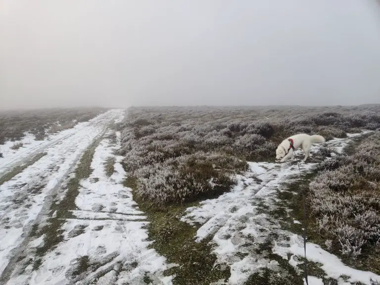 Dog on snowy heathland