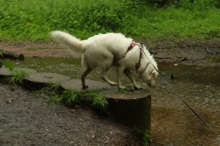 Dog standing on stone embankment