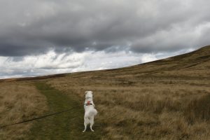 Dog walking on moorland