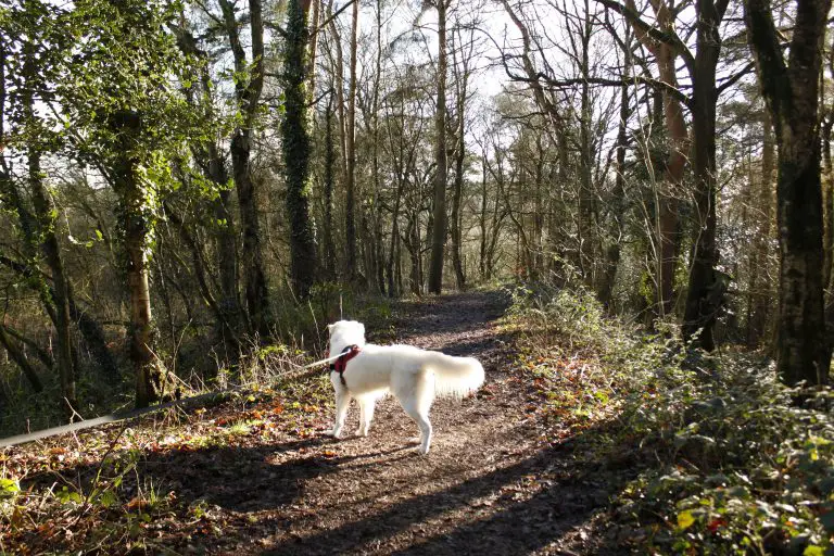 White dog standing in woodland