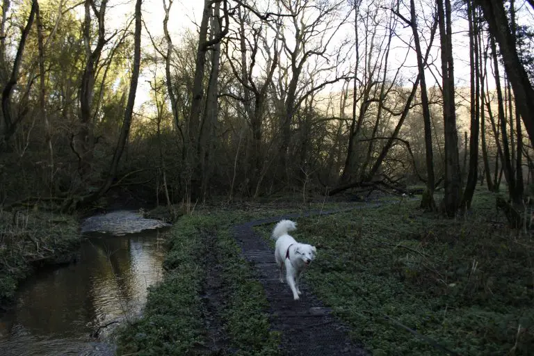 Dog running through woodland