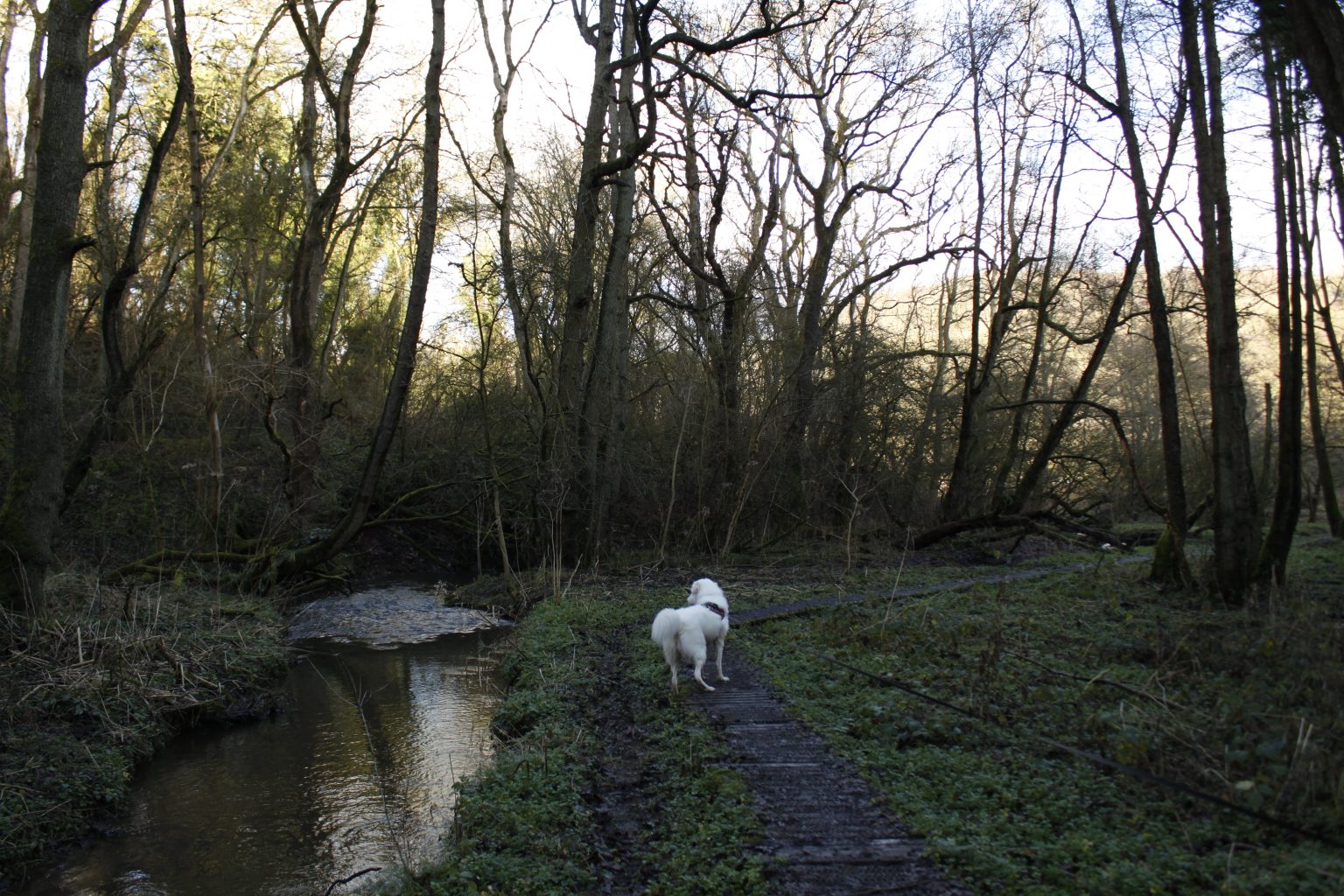 Dog in woodland by stream