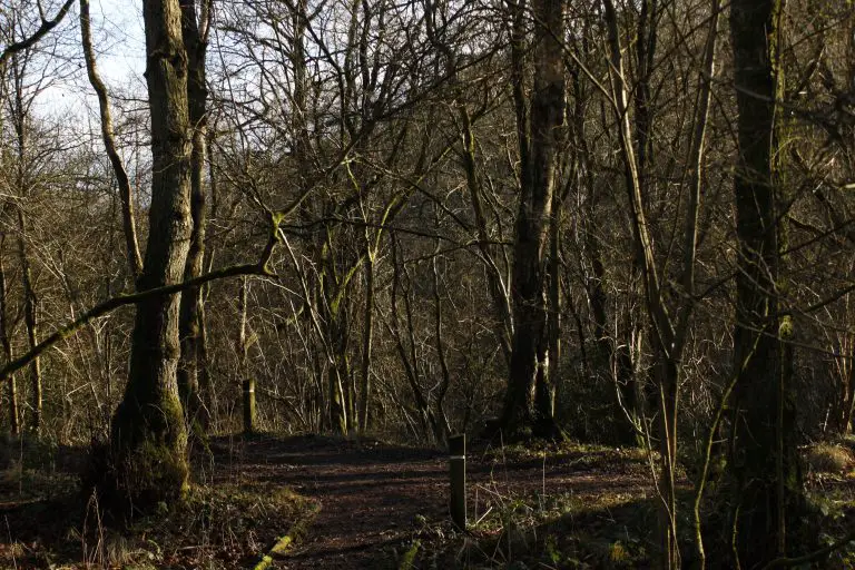 Marker post in woodland