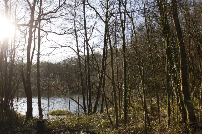 A pool surrounded by trees