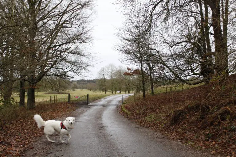Dog running on road