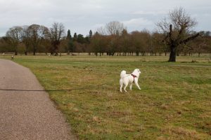 White dog on field attached to Fida retractable lead.