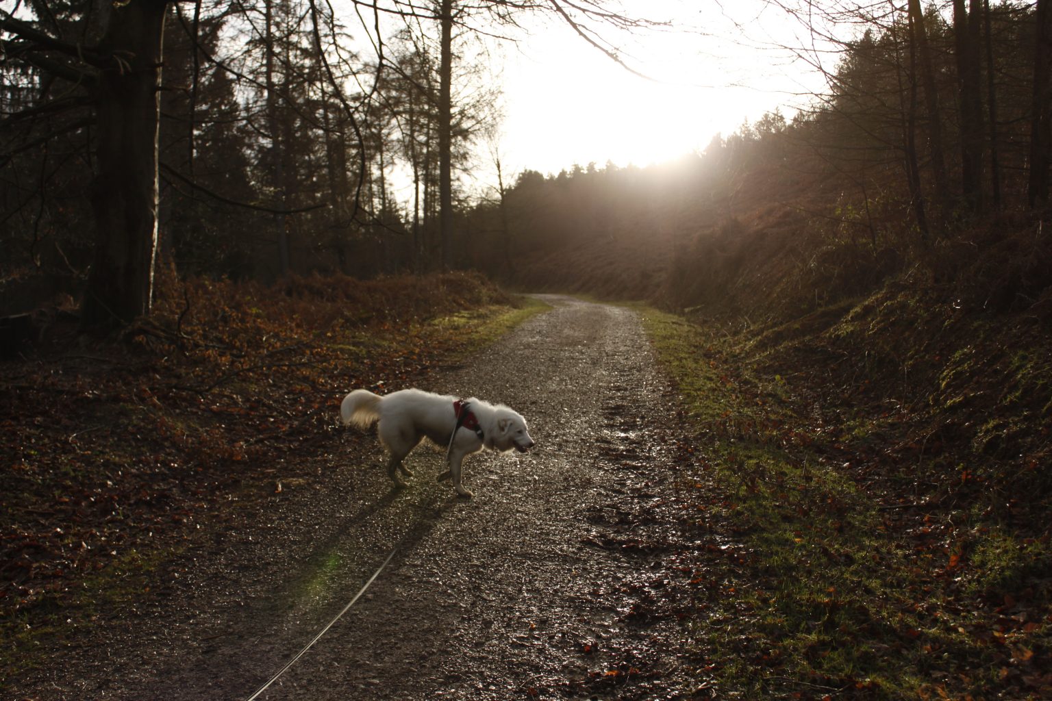 Dog on pathway in woodland