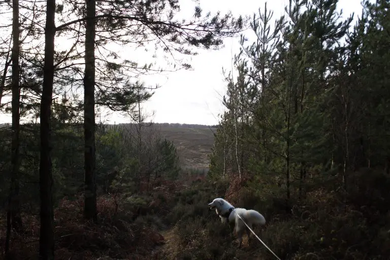 Dog in forest clearing