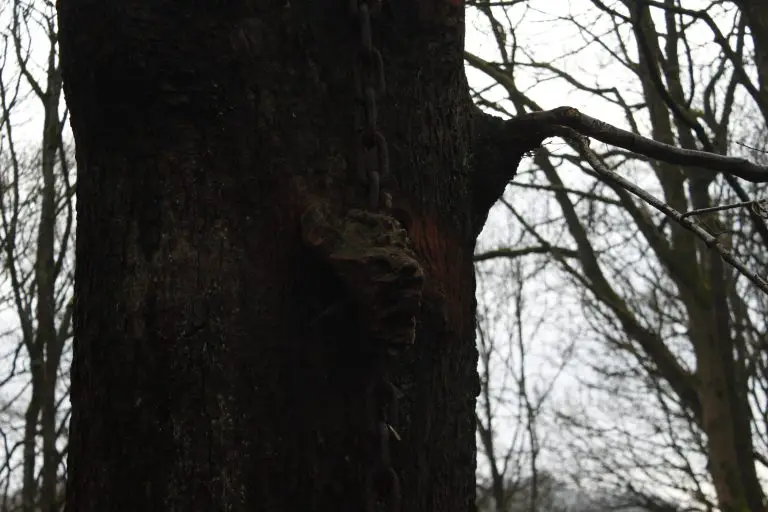 The Chained Oak