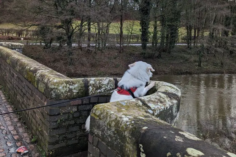 Dog looking out over bridge