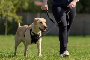 Labrador on a Halti lead