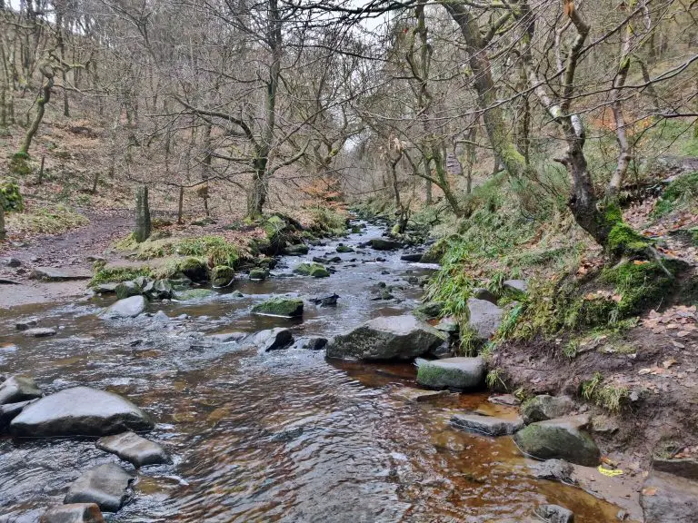 Black Brook in Back Forest