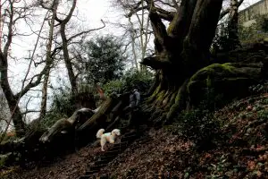Man and dog at the Chained Oak