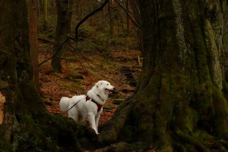 White dog looking between two trees in woods