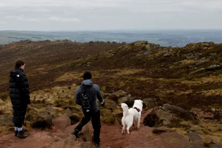 Man and dog overlooking the Roaches