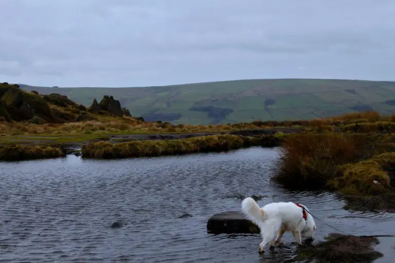 Dog in Doxey Pool on the Roaches