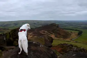 White Dog on the Roaches cliff edge overlooking Hen Cloud