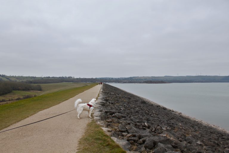 Dog looking out over Carsington Reservoir