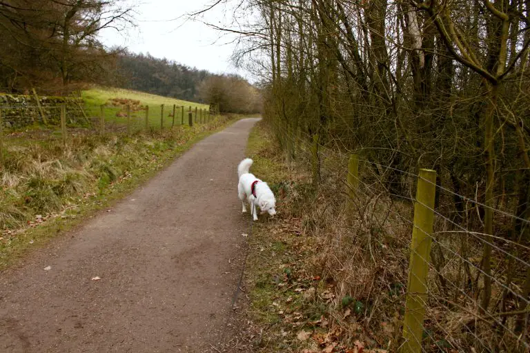 Dog walking on hiking path