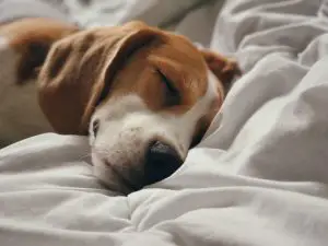 Dog asleep on a bed
