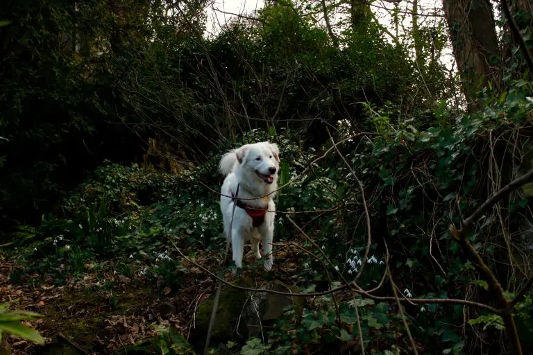 Flynn in the grotto at Talacre Abbey