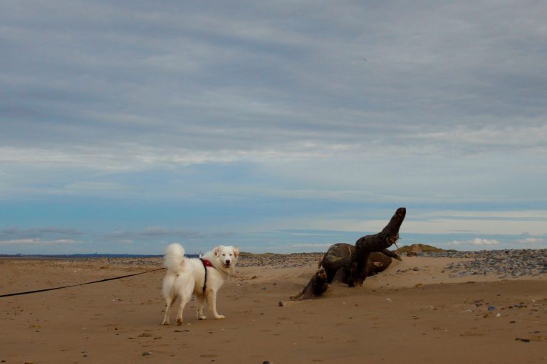 Flynn on Talacre Beach