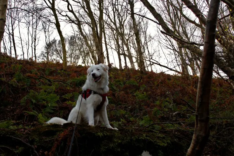 Flynn in the woods up Nant Y Crai Lane