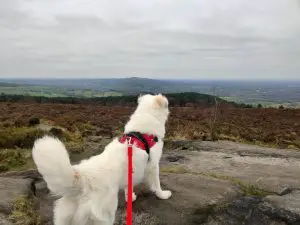 Flynn looking out over Cheshire Plain from the top of Bosley Cloud