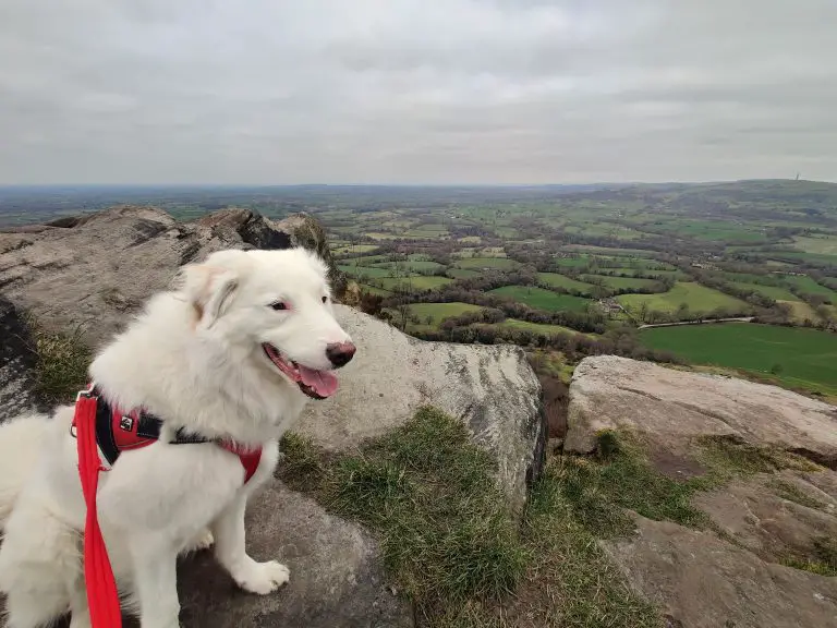 Flynn on the top of Bosley Cloud