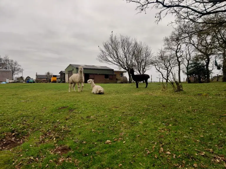 Alpacas at Avona