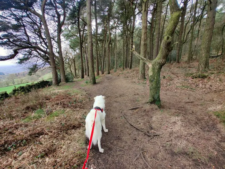 Flynn in the woodland at Bosley Cloud