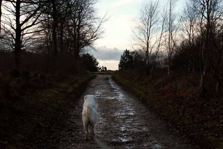 Flynn walking