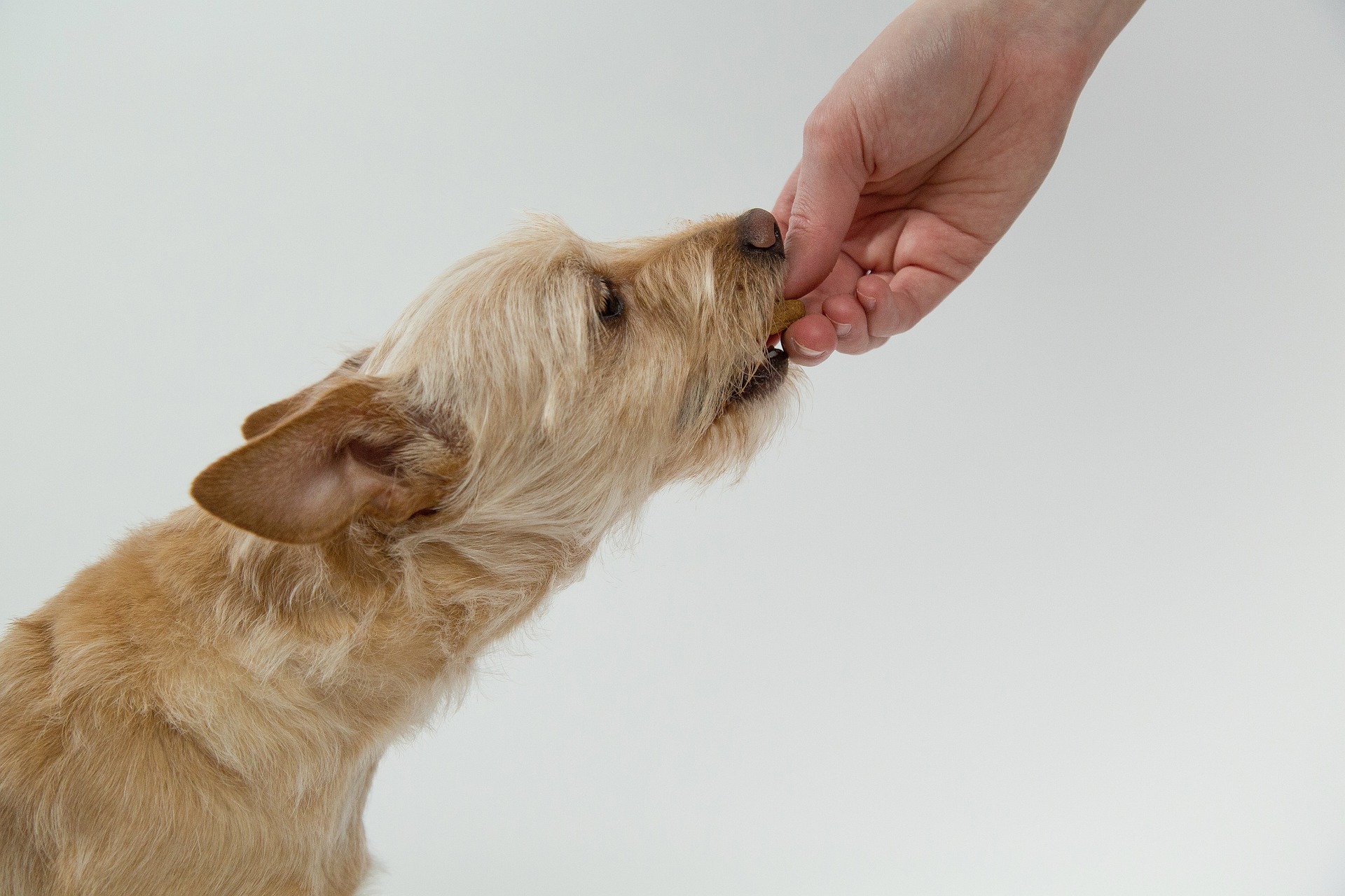 Feeding a dog before or after walk