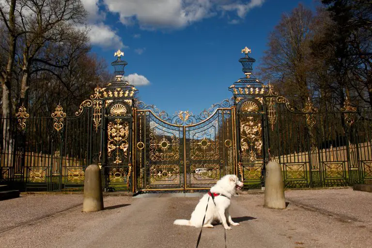 Flynn in front of the golden gates at Chatsworth