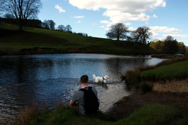 Flynn in the River Derwent