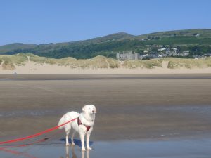 Flynn at Harlech Beach