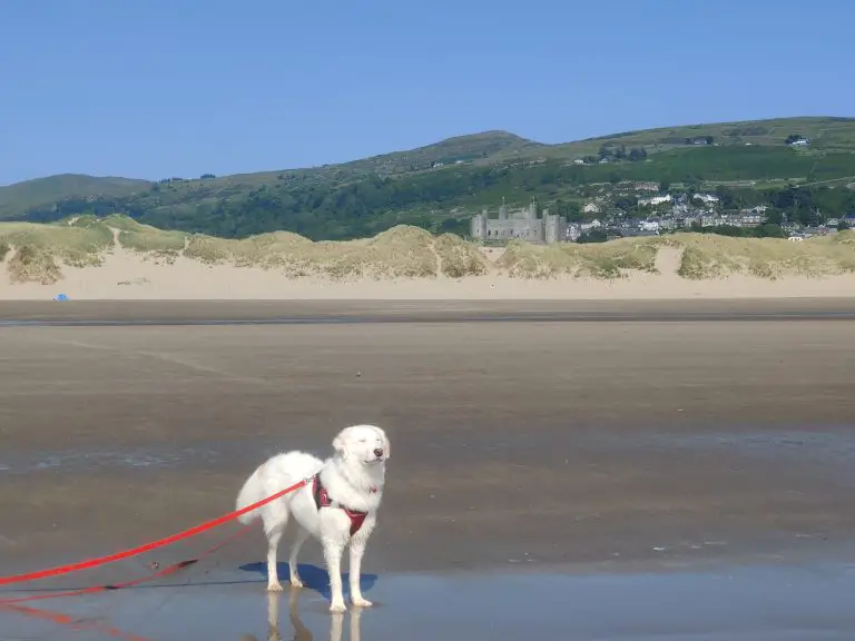 Flynn at Harlech Beach