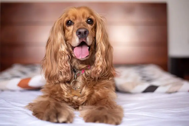 Dog in dog friendly Best Western Hotel