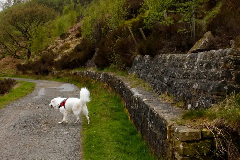 Flynn walking on the Longdendale Trail by the River Etherow