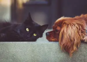 Brown dog looking at a black cat